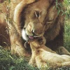 Educa - 11737 - Wild Tenderness - 500piece