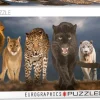 Eurographics - 6010-0297 - Big Cats - 1000 Piece Panoramic