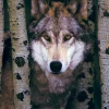 Eurographics - 6000-1244 - Gray Wolf - 1000 Piece