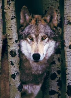 Eurographics - 6000-1244 - Gray Wolf - 1000 Piece