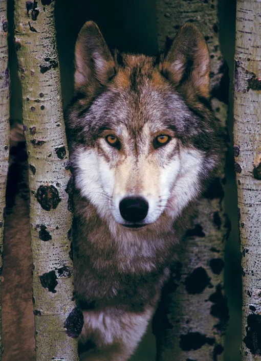 Eurographics - 6000-1244 - Gray Wolf - 1000 Piece