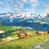 Eurographics - 6000-5705 - Mountain Elk - 1000 Piece