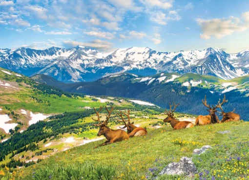 Eurographics - 6000-5705 - Mountain Elk - 1000 Piece