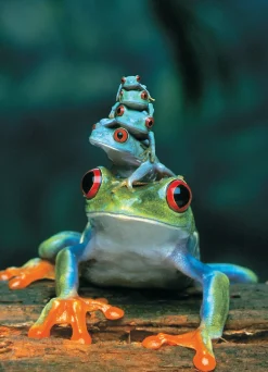 Eurographics - 6000-3004 - Red Eyed Tree Frog - 1000 Piece