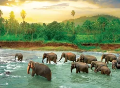 Eurographics - 6000-5540 - Save Our Planet - Rain Forest - 1000 Piece (With Smart Cut Technology)