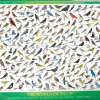 Eurographics - 6000-0821 - The World of Birds - 1000 Piece (With Smart Cut Technology)