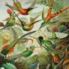 Flame Tree - FTJPL 02 - Hummingbirds (Ernst Haeckel) - 1000 Piece (Sustainably Sourced)