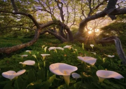Heye - 29906 - Calla Clearing - 1000 Piece
