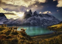 Heye - 29815 - Guanacos - 1000 Piece
