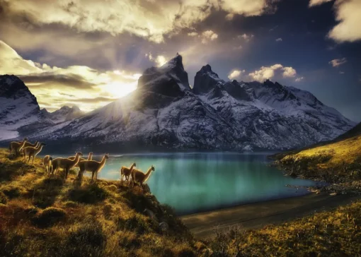 Heye - 29815 - Guanacos - 1000 Piece