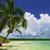 Heye - 29860 - Paradise Palms - 2000 Piece Panoramic