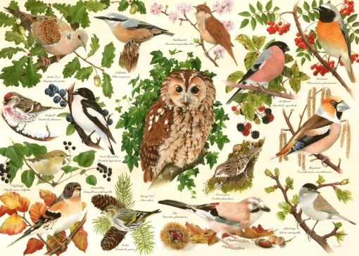 House of Puzzles - Woodland Birds (Tracy Hall) - 500 XL Piece