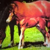James Hamilton - Mare and Foal - 500 Piece