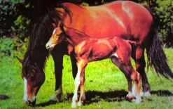 James Hamilton - Mare and Foal - 500 Piece
