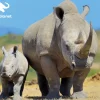 Kiddicraft - 13791 - Animal Planet - Rhinoceros - 63 Piece 3D Puzzle