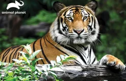Kidicraft - 10945 - Animal Planet - Tiger - 150 Piece 3D Puzzle