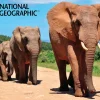 Kidicraft - JJH03 - Elephants - 500 Piece 3D