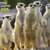 Kidicraft - JJH03 - Meerkats 3D - 150 Piece