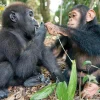 Kidicraft- JJH03 - Gorilla & Chimpanzee - 63 Piece 3D