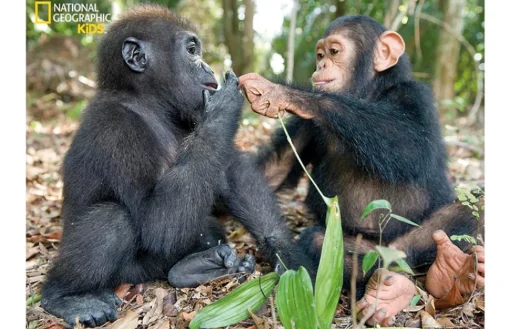 Kidicraft- JJH03 - Gorilla & Chimpanzee - 63 Piece 3D