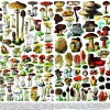 New York Puzzle Company - PD638 - Mushrooms - 1000 Piece