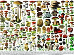 New York Puzzle Company - PD638 - Mushrooms - 1000 Piece