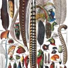 New York Puzzle Company - NPZPD1712 - Feathers - 1000 Piece