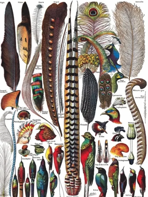 New York Puzzle Company - NPZPD1712 - Feathers - 1000 Piece