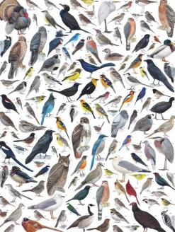 New York Puzzle Company - NPZCB1837 - Birds of Western North America - 1000 Piece