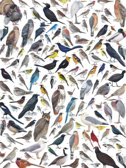 New York Puzzle Company - NPZCB1837 - Birds of Western North America - 1000 Piece