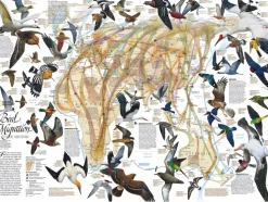 New York Puzzle Company - NPZNG1830 - Eastern Bird Migration - 1000 Piece