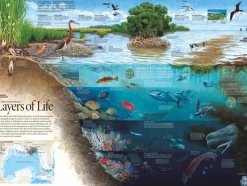 New York Puzzle Company - NPZNG1979 - Layers of Life - 1000 Piece