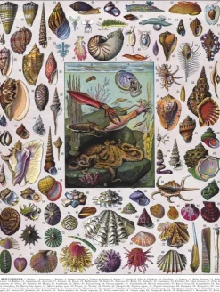 New York Puzzle Company - NPZPD1711 - Mollusks - 1000 Piece