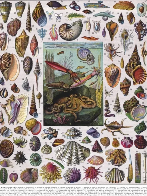 New York Puzzle Company - NPZPD1711 - Mollusks - 1000 Piece