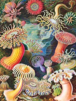 New York Puzzle Company - NPZPD1921 - Sea Anemones - 1000 Piece