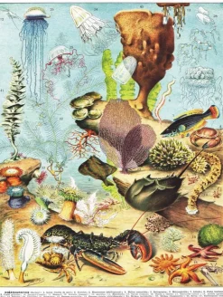 New York Puzzle Company - NPZPD1975 - Oceanographie - 1000 Piece