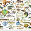 New York Puzzle Company - PD636 - Fish - 1000 Piece