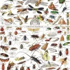 New York Puzzle Company - NPZPD1832 - Insects - 1000 Piece