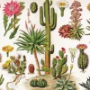 New York Puzzle Company - NPZPD1833 - Cactus - 1000 Piece