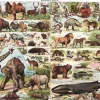 New York Puzzle Company - NPZPD1834 - Mammals - 1000 Piece