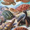 New York Puzzle Company - NPZPD1922 - Turtles - 1000 Piece