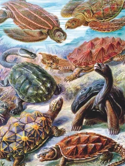 New York Puzzle Company - NPZPD1922 - Turtles - 1000 Piece