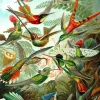 New York Puzzle Company -PD626 - Hummingbirds - 1000 Piece