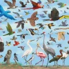 Peter Pauper - 4934 - All the Birds (David Opie) - 1000 Piece