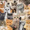 Peter Pauper - 337542 - All the Cats - 500 Piece