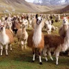 Peter Pauper - 0611 - Llamas - 1000 Piece