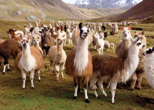 Peter Pauper - 0611 - Llamas - 1000 Piece