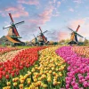 Peter Pauper - 337504 - Windmills and Tulips - 1000 Piece