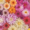 Piatnik - 551840 - Dahlias - 1000 Piece
