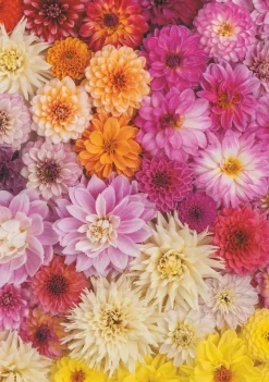 Piatnik - 551840 - Dahlias - 1000 Piece